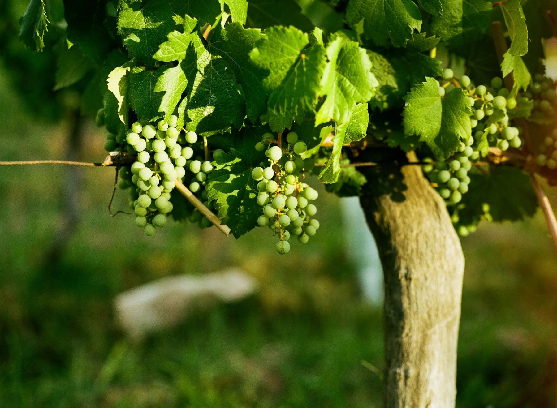 Sunlight falling on grape clusters in a Mendoza vineyard