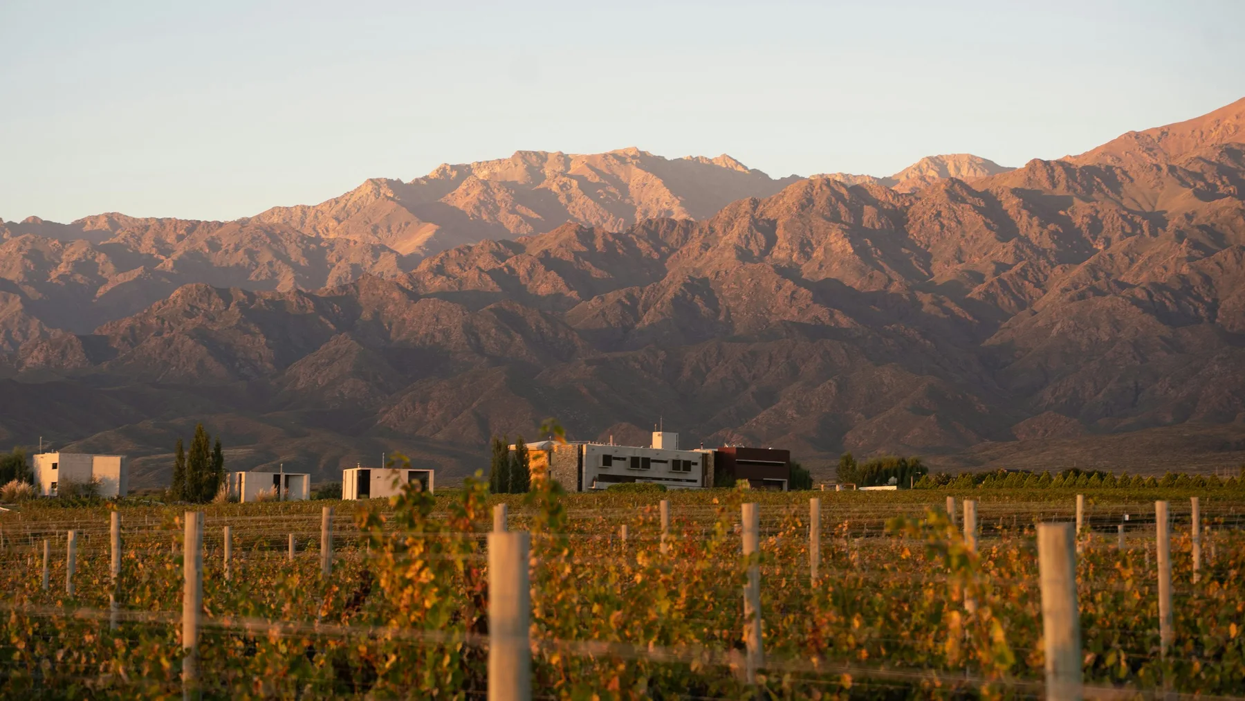 Golden-hour vineyards below the Andes in Mendoza